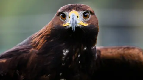 Ian Georgeson Golden eagle