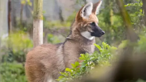 Shepreth Wildlife Conservation Charity Lua, a reddish-brown maned wolf, standing up