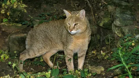 Getty Images Stock photograph of a brown jungle cat in the wild standing in front of rocks and plants