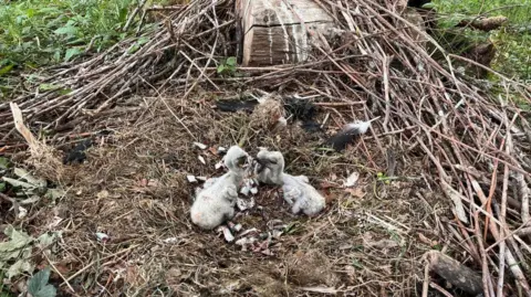 PA Media Three fluffy baby storks in a large ground nest. The birds are mostly white with black beaks.