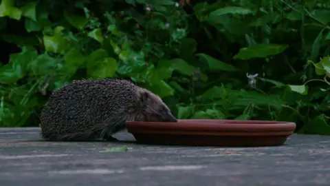 Hedgehog drinking from a shallow dish on a wooden deck, with dense green foliage behind.