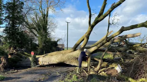 A large fallen tree in Dromore, Co Down. It lies across the whoel road and a man is visible sawing it. 
