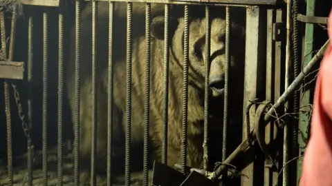 FPWC and International Animal Rescue A Syrian brown bear looks through the bars of a metal cage in a garden.