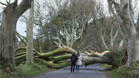 Bob McCallion A large beech tree has fallen down on a rural road. A man and woman stand in front of the tree looking at it.