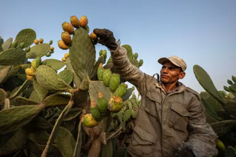 KHALED DESOUKI/AFP A man picks prickly pear fruits from cactii.