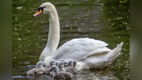 An adult swan with a group of small cygnets on the water.
