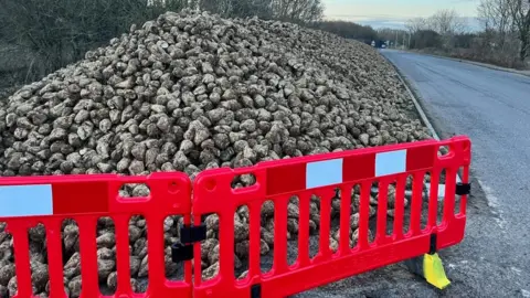 Stuart Howell/BBC Sugar beet crop left on Old Norwich Road, Ipswich, Suffolk