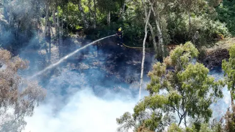 Cambridgeshire Fire and Rescue Service A firefighter is holding a hose and directing the jet into trees. Smoke is rising across a clearing in woodland.