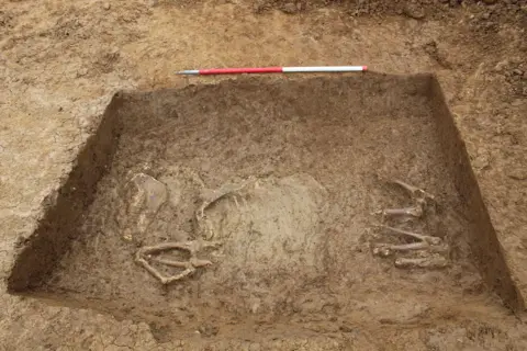 Archaeological Research Services The skeleton of a horse placed within an Iron Age ditch dating to the first century BC