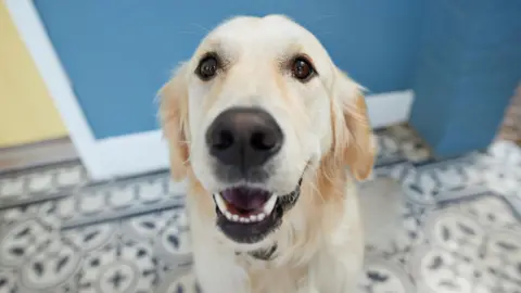 A golden retriever sitting in a kitchen and looking up at its owner.
