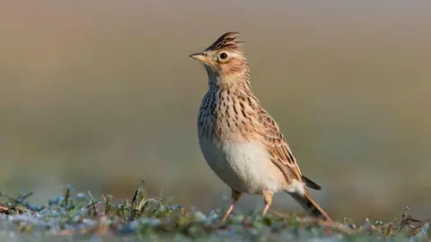 A skylark - a brown bird with a crested head - walks along a frosty patch of grass