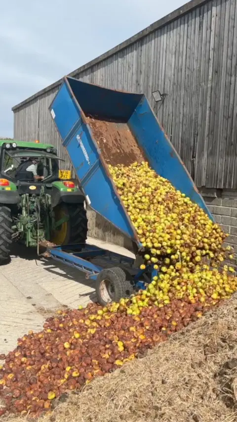 A green tractor tips green and brown apples from a blue trailer onto a pile of apples on the ground. Many of the apples are rotten. There is a barn in the background with a wall made of breeze blocks and wooden slats.