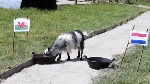 All Things Wild A small grey goat is pictured eating from one food bowl with a Welsh flag next to it while it ignores another food bowl with a Dutch flag next to it.