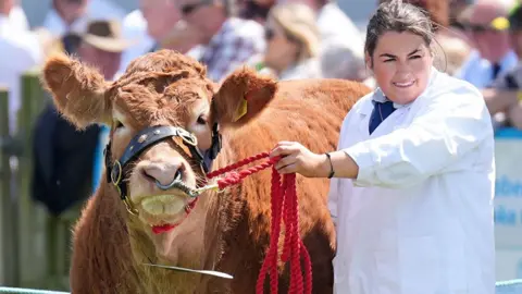 PA Media Close up of a brown cow being judged at an agricultural show. It has a red rope off a dark harness which is being held by a woman in a white coat with dark hair tied back who is looking to the right