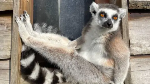 A ring-tailed lemur relaxes in a window frame at Bristol Zoo Project