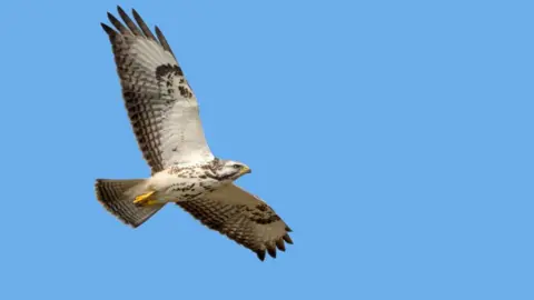 A buzzard with its wings outstretched flying in a blue sky 