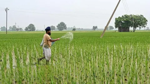 AFP via Getty Images) A farmer sprinkles fertiliser in a paddy field on the outskirts of Amritsar on July 5, 2025
