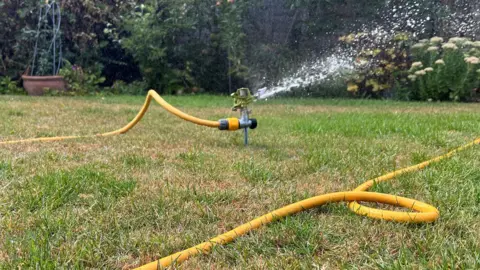A yellow hosepipe sits on a green and brown lawn with the sprinkler on.