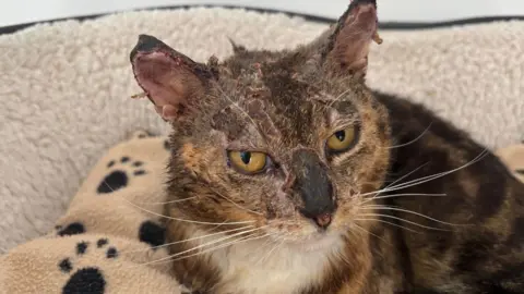 A domestic shorthair cat with brown, white and black fur markings. Burns can be seen on his head, face and ears.