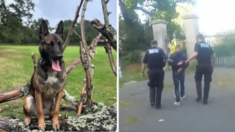 A composite of a police dog sat on a branch and a man being arrested