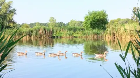 BBC WEATHER WATCHERS/COUNTY MOUNTY Ducks on the water