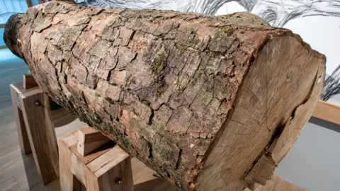 Northumberland National Park A close up shot of the stump with brown and green-flecked bark. It is on its side balanced on wooden blocks. 