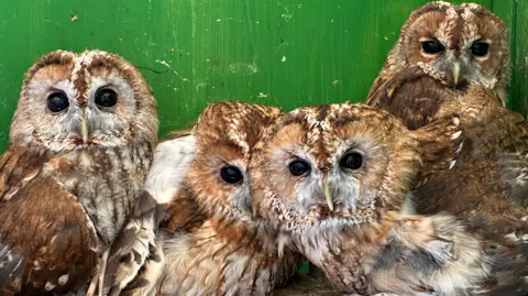 Four rescued tawny owls huddle together in a cage at a wildlife rescue centre 