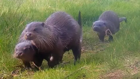 Three otters, on the move. The mother, to the front right, is larger than the two. They are walking on grass, with sticks on the ground.