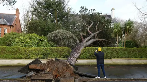 A large tree has been uprooted and is lying from a pavement into a garden of a hose. A man is taking a picture. The hedge has been damaged. 