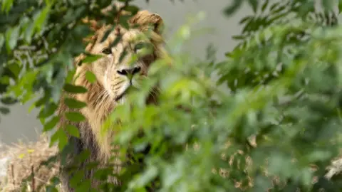 Patrick Bolger / Dublin Zoo Five-year-old male Asian lion, Kushanu, in Dublin Zoo