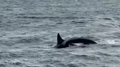 Two orcas swimming in the sea. The adult orca's fin and back can be seen in the water as it prepares to dive under. Very close to it is a young calf, whose head is just emerging from the water.
