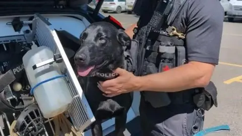 Drug dog Jasper in the sitting in the back of a police car. A police officer has placed his hand on Jasper's chest. Jasper has black fur and is sticking his tongue out. 
