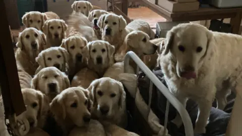 More than 15 golden retriever dogs crowded together in a house. They are looking ahead and one is stood on a bed.