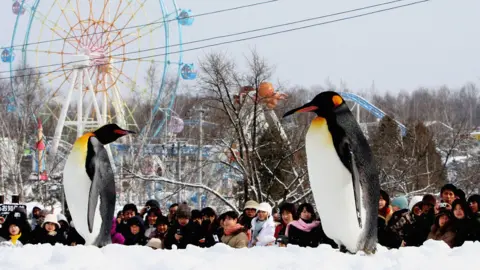 People looking at an outside penguin enclosure at Asahiyama Zoo. A ferris wheel can be seen in the background