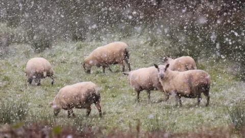 Cara Coll The picture shows six sheep eating grass in a field amid a heavy snow shower