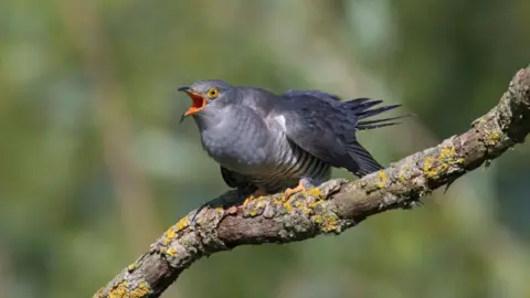 Getty Images A grey bird with yellow eyes is perched on a branch. 