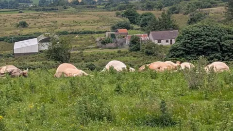 OTHER Dead cattle lie in a field 