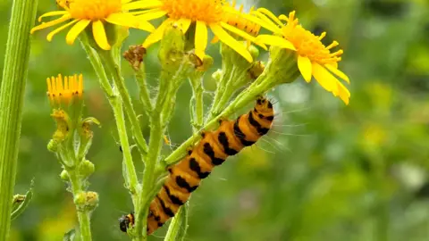 BBC Weather Watcher Georgeta A orange and black caterpillar on a yellow flower in Windsor 