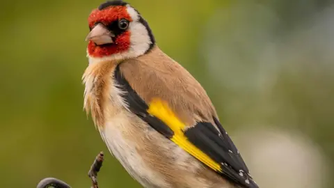 Darryn Jenner A goldfinch bird 