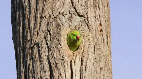 Frank Gray A green parakeet with a red beak is peeking out from a hole in a brown tree. 
