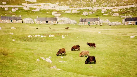 Getty Images cuatro ovejas marrones que pasta en una gran área cubierta de hierba debajo de las cabañas en Hirta.