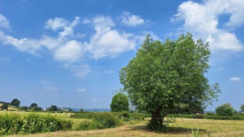 A tree in a rural field with blue sky and white cloud above