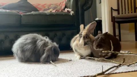 Eden's rabbits sitting on a rug