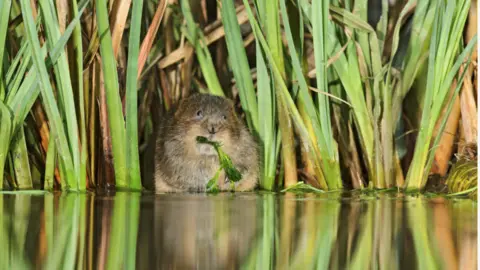 Terry Whittaker Fluffy brown water vole eating a leaf in some reeds beside a calm piece of water.