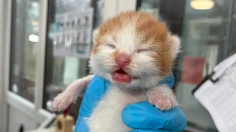 Ginger and white kitten with a pink nose nose and mouth and closed eyes.