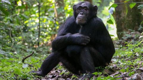 A wild chimpanzee