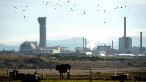 Sellafield nuclear site. A number of buildings can be seen in the distance. A cow stands in a field in the foreground.