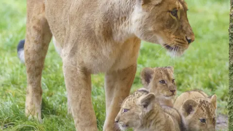 Whipsnade zoo Three lion cubs together being watched over by their mother in a grassy paddock.