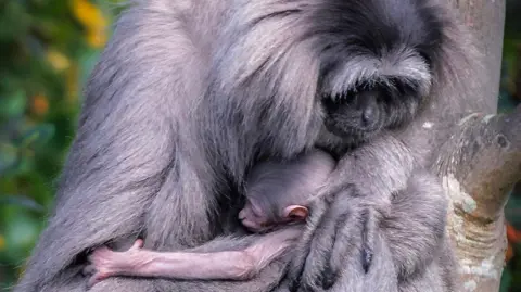 STEPHEN CORRAN Baby silvery gibbon with its mother