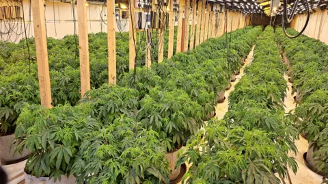A large, long room full of cannabis plants 